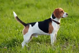 Een middelgrote hond